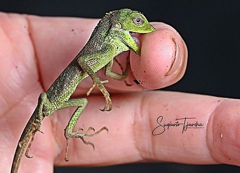 "oooowww...she bites me"   Bronchocela cristatella,Fall,Geotagged,Green Crested Lizard,Indonesia