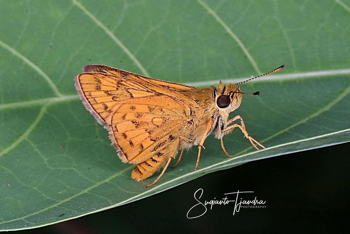 Skipper Butterly, Telicota Besta  Geotagged,Indonesia,Telicota besta,Winter