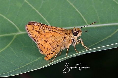 Skipper Butterly, Telicota Besta  Geotagged,Indonesia,Telicota besta,Winter
