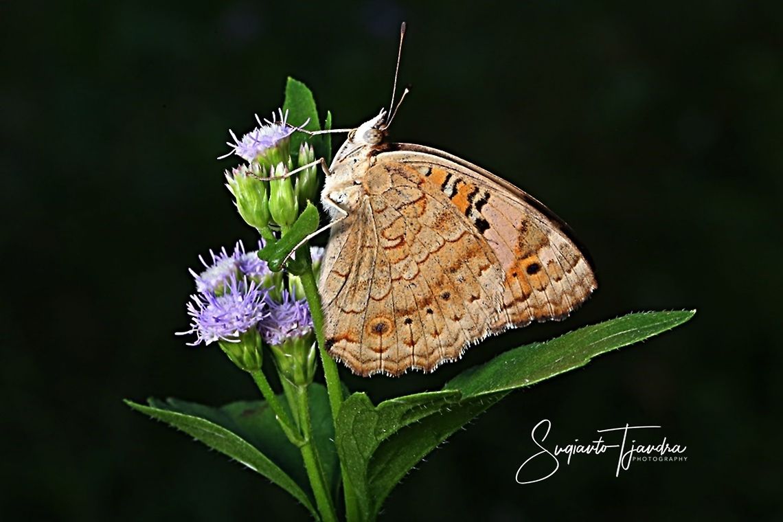Blue pansy butterfly, Junonia orithya -female  Geotagged,Indonesia,Junonia orithya,Winter