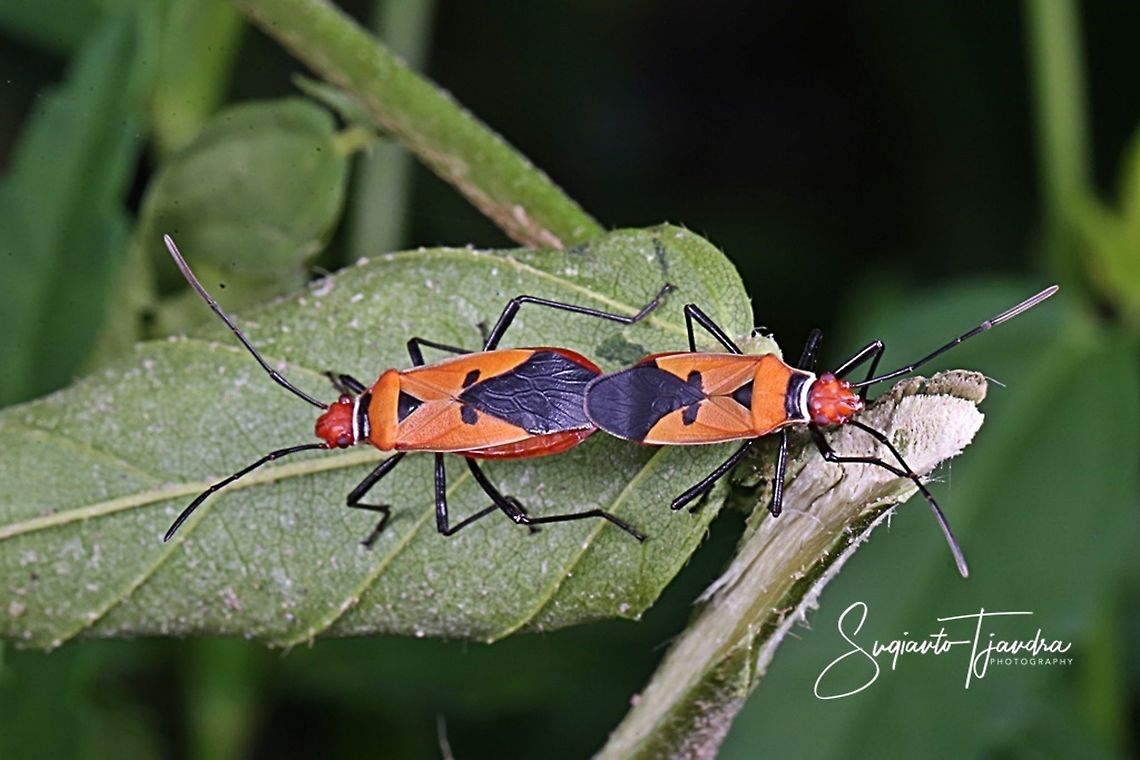 The Red Cotton Stainer (Dysdercus decussatus)- "Mating"  Dysdercus decussatus,Geotagged,Indonesia,Winter