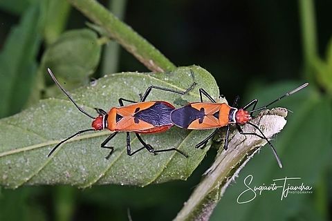 The Red Cotton Stainer (Dysdercus decussatus)- "Mating"  Dysdercus decussatus,Geotagged,Indonesia,Winter