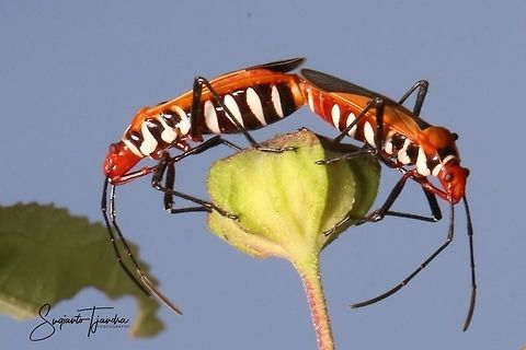 The Red Cotton Stainer (Dysdercus decussatus)- "Mating"  Dysdercus decussatus,Geotagged,Indonesia,Winter
