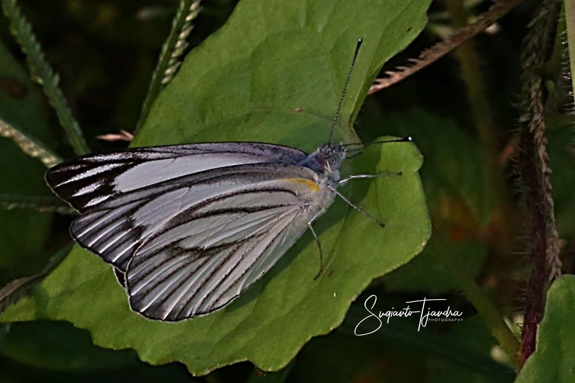 Striped Albatross (Appias libythea olferna) - Male  Appias libythea,Appias olferna,Eastern striped albatross,Geotagged,Indonesia,Striped albatross,Winter