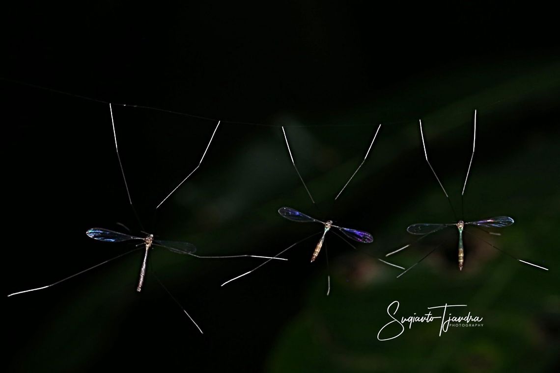 Craneflies  Geotagged,Indonesia,Winter