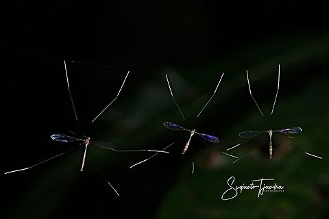 Craneflies  Geotagged,Indonesia,Winter