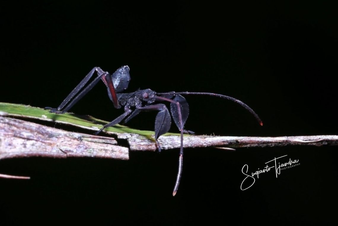 Unknown Coreidae nymph  Coreidae,Coreoidea,Geotagged,Indonesia,Summer