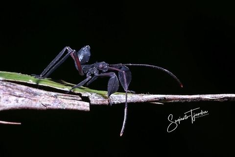 Unknown Coreidae nymph  Coreidae,Coreoidea,Geotagged,Indonesia,Summer