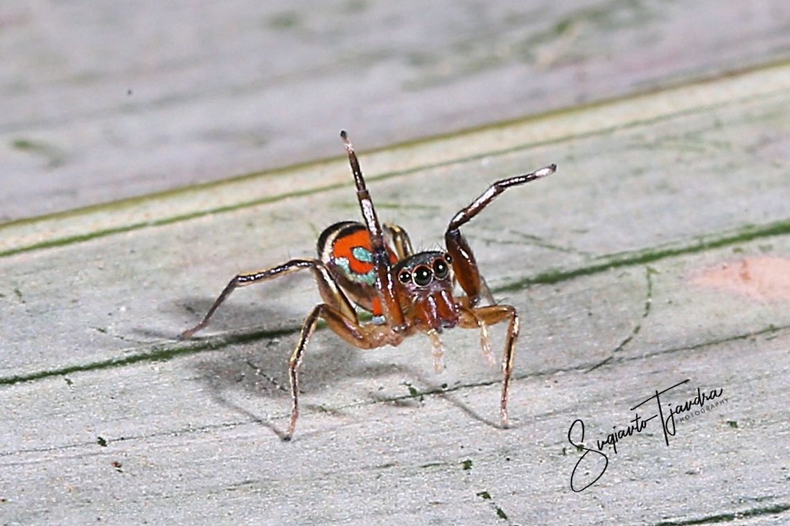 Colourful Jumping Spider - Siler semiglaucus  Geotagged,Indonesia,Metallic jumper,Siler semiglaucus,Summer