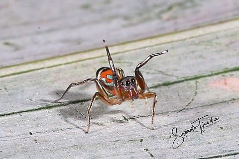 Colourful Jumping Spider - Siler semiglaucus  Geotagged,Indonesia,Metallic jumper,Siler semiglaucus,Summer