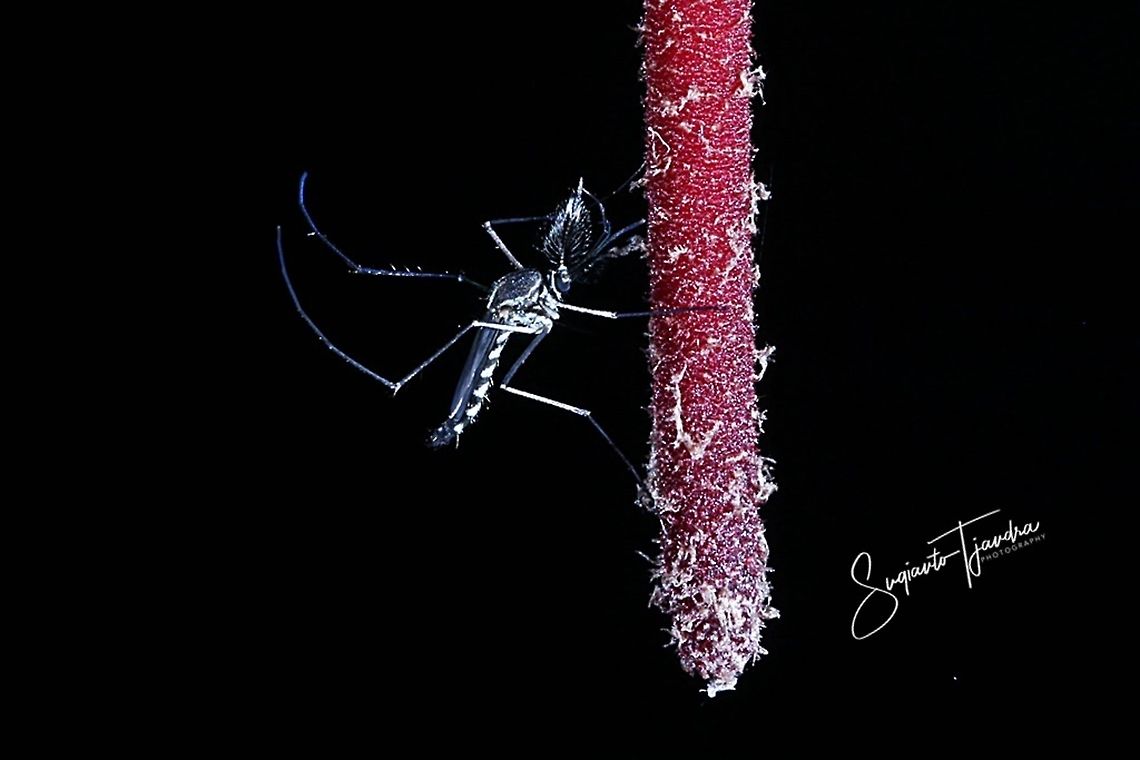 Mosquito  Geotagged,Indonesia,Summer