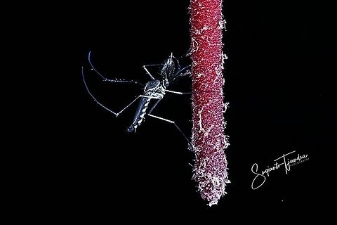 Mosquito  Geotagged,Indonesia,Summer