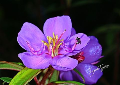 Stingless honey bee (Meliponini) sucking nectar  Geotagged,Indonesia,Summer