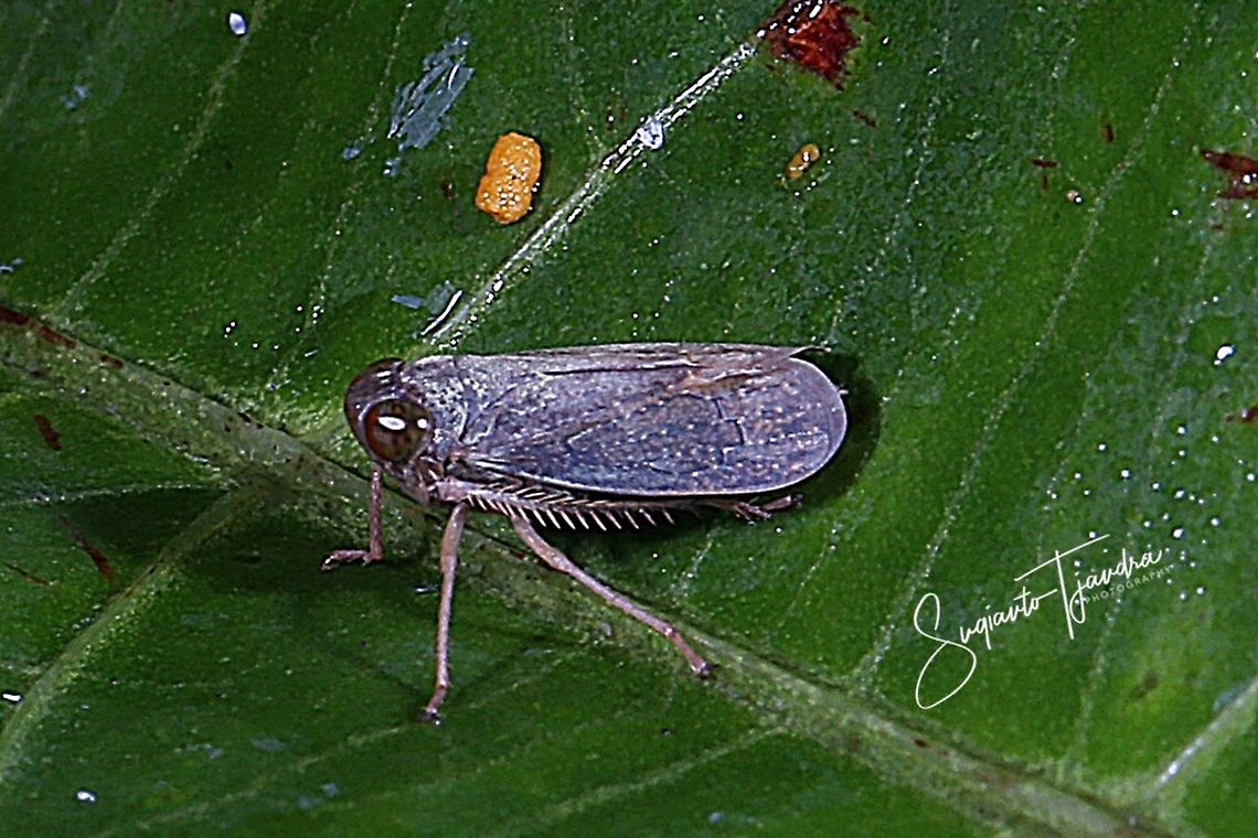 Leafhopper, Cicadellidae Sp  Geotagged,Indonesia,Summer