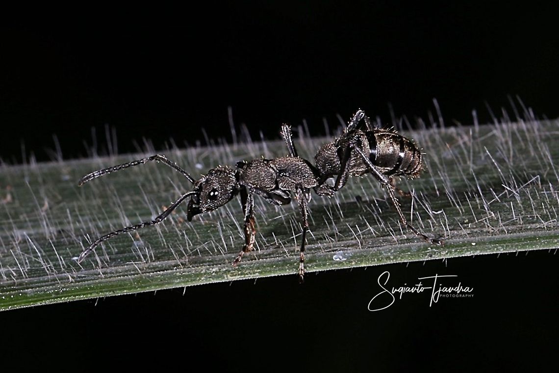 Black Garden Ant, Diacamma  Diacamma ceylonense,Geotagged,Indonesia,Summer
