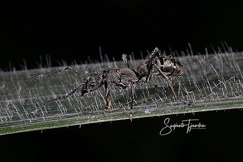 Black Garden Ant, Diacamma  Diacamma ceylonense,Geotagged,Indonesia,Summer