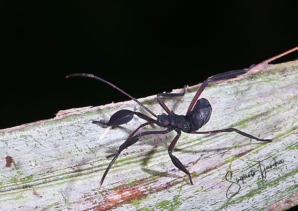 nymph of some Leaf-Footed bug (Coreoidea)  Geotagged,Indonesia,Summer