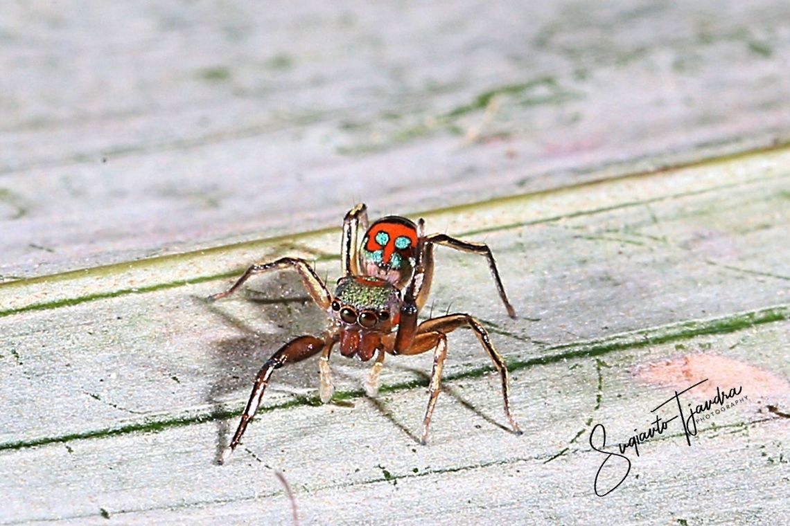 Colourful Jumping Spider - Siler semiglaucus  Geotagged,Indonesia,Metallic jumper,Siler semiglaucus,Summer