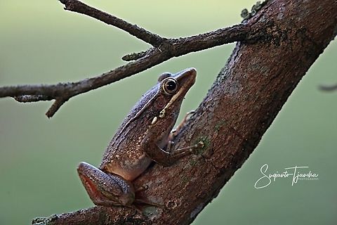 Tree frog  Geotagged,Indonesia,Winter