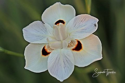 Dietes bicolor Flower  Dietes bicolor,Geotagged,Indonesia,Winter