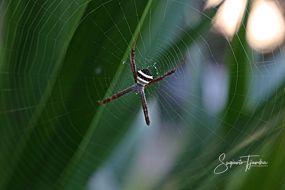Orb-weaver spider, Argiope Anasuja  Argiope anasuja,Geotagged,Indonesia,Signature Spider,Winter