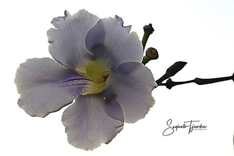 Thunbergia grandiflora, blue skyflower  Bengal clockvine,Geotagged,Indonesia,Thunbergia grandiflora,Winter