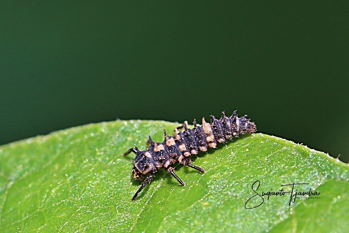 The Zigzag Ladybird Larvae  Cheilomenes sexmaculata,Geotagged,Indonesia,Winter,Zigzag Ladybird