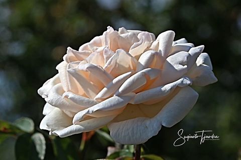 White Rose  Geotagged,Indonesia,Winter