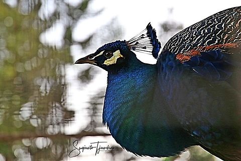 Blue Peacock  Geotagged,Indian peafowl,Indonesia,Pavo cristatus,Winter