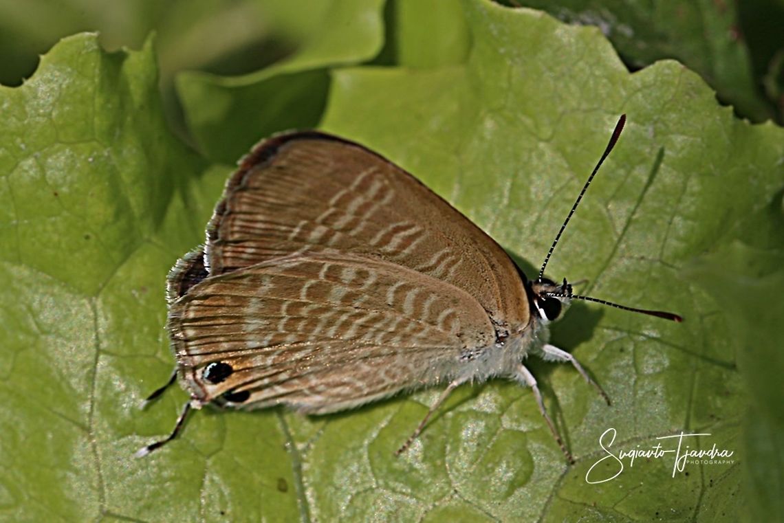 Pea Blue (Lampides boeticus) - lowerside  Geotagged,Indonesia,Lampides boeticus,Peablue or Long-tailed Blue,Winter