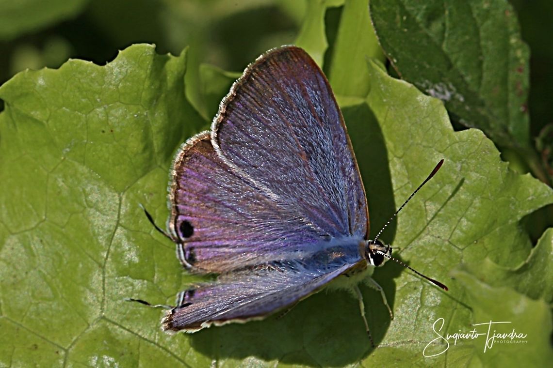 Pea Blue (Lampides boeticus) - Upperside  Geotagged,Indonesia,Lampides boeticus,Peablue or Long-tailed Blue,Winter