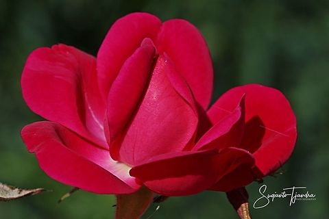 Red Rose  Geotagged,Indonesia,Winter