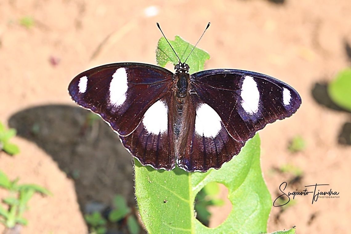 The Danaid Eggfly (Hypolimnas missipus), Male), - upperside  Danaid eggfly,Geotagged,Hypolimnas misippus,Indonesia,Winter