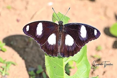 The Danaid Eggfly (Hypolimnas missipus), Male), - upperside  Danaid eggfly,Geotagged,Hypolimnas misippus,Indonesia,Winter