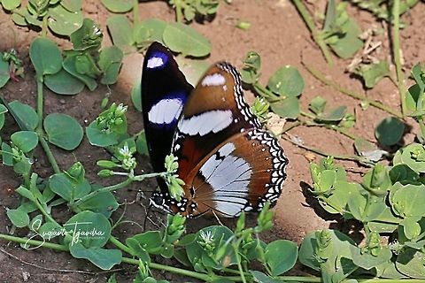 The Danaid Eggfly (Hypolimnas missipus), Male), - Lowerside  Danaid eggfly,Geotagged,Hypolimnas misippus,Indonesia,Winter