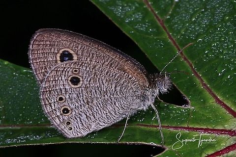 Common fivering butterfly - Ypthima baldus  Common Fivering,Geotagged,Indonesia,Winter,Ypthima baldus