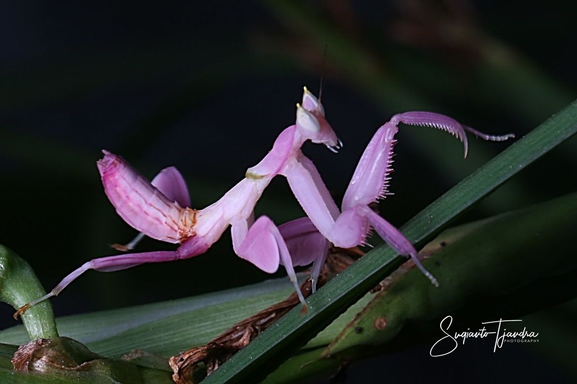 Orchid Mantis, Hymenopus coronatus  Geotagged,Hymenopus coronatus,Indonesia,Malaysian Orchid Mantis,Winter