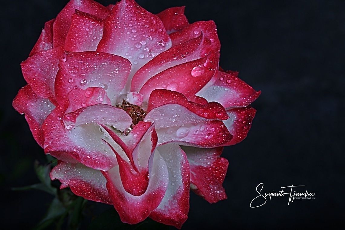 Rose flower  Geotagged,Indonesia,Winter