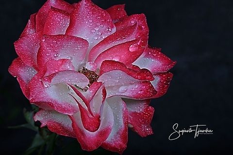 Rose flower  Geotagged,Indonesia,Winter