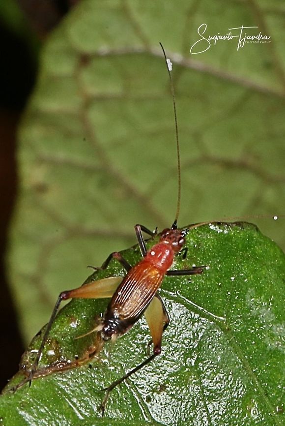 Sword-tail cricket, Trigonidium sp  Geotagged,Indonesia,Trigonidium egertonianum,Winter