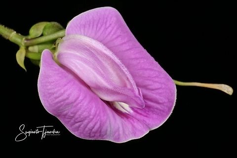 Butterfly pea flower, Centrosema Sp.  Geotagged,Indonesia,Winter
