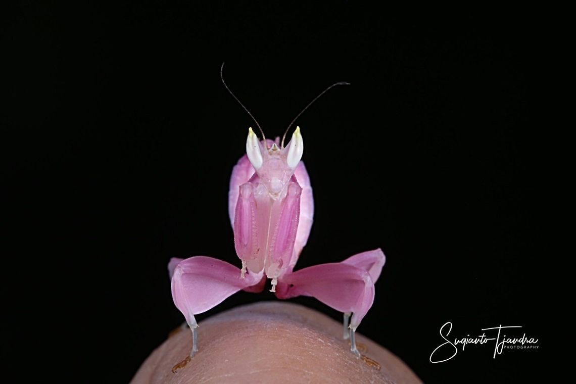 Orchid Mantis, Hymenopus coronatus  Geotagged,Hymenopus coronatus,Indonesia,Malaysian Orchid Mantis,Winter