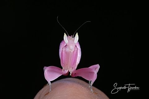 Orchid Mantis, Hymenopus coronatus  Geotagged,Hymenopus coronatus,Indonesia,Malaysian Orchid Mantis,Winter