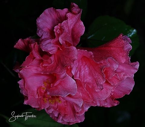Hibiscus flower  Chinese hibiscus,Geotagged,Hibiscus rosa-sinensis,Indonesia,Winter