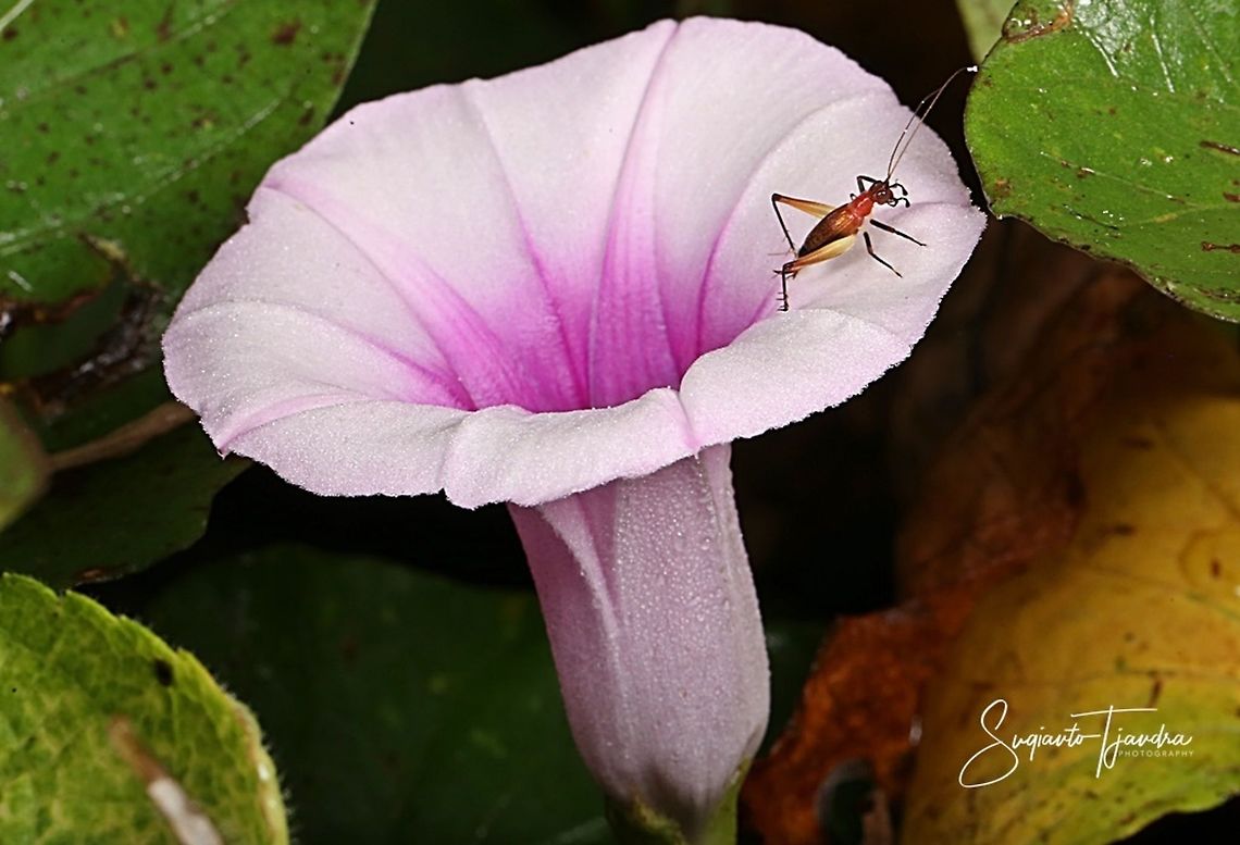 Sword-tail cricket, Trigonidium sp on Ipomoea-Sweet Potatoes flower  Geotagged,Indonesia,Winter