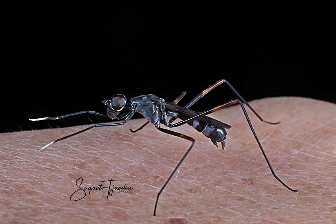 Stilt-legged fly, Micropezidae Sp  Geotagged,Indonesia,Winter