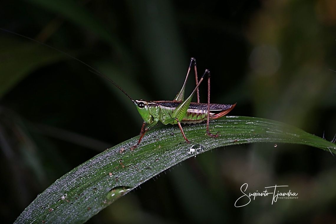 grasshopper, Cornops aquaticum (???)  Geotagged,Indonesia,Winter