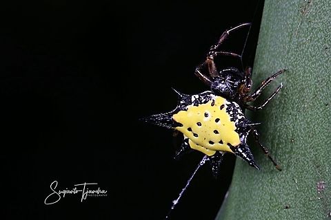 Hasselt's spiny spider, Gasteracantha hasselti, Araneidae Sp  Gasteracantha hasselti,Geotagged,Hasselt's spiny spider,Indonesia,Winter