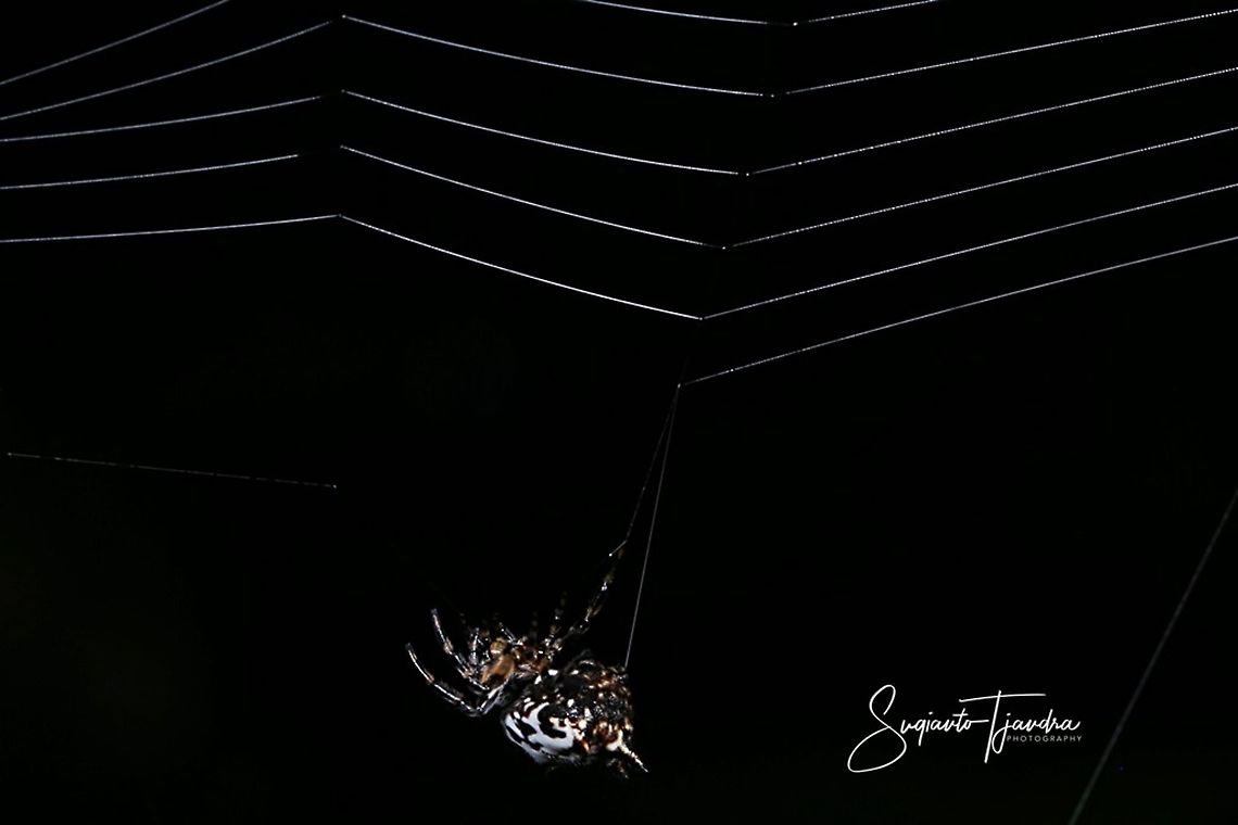 Gasteracantha kuhlii (Black-and-white spiny spider)  Black-and-White Spiny Spider,Gasteracantha kuhlii,Geotagged,Indonesia,Winter