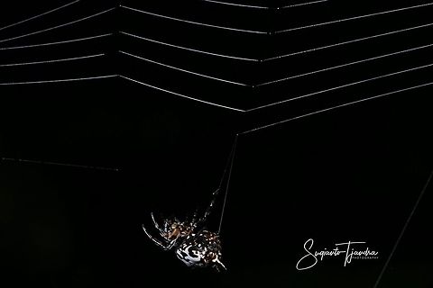 Gasteracantha kuhlii (Black-and-white spiny spider)  Black-and-White Spiny Spider,Gasteracantha kuhlii,Geotagged,Indonesia,Winter